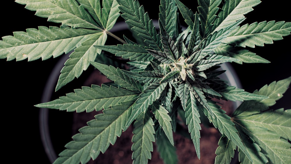 Gélules CBD : une analyse de la législation actuelle