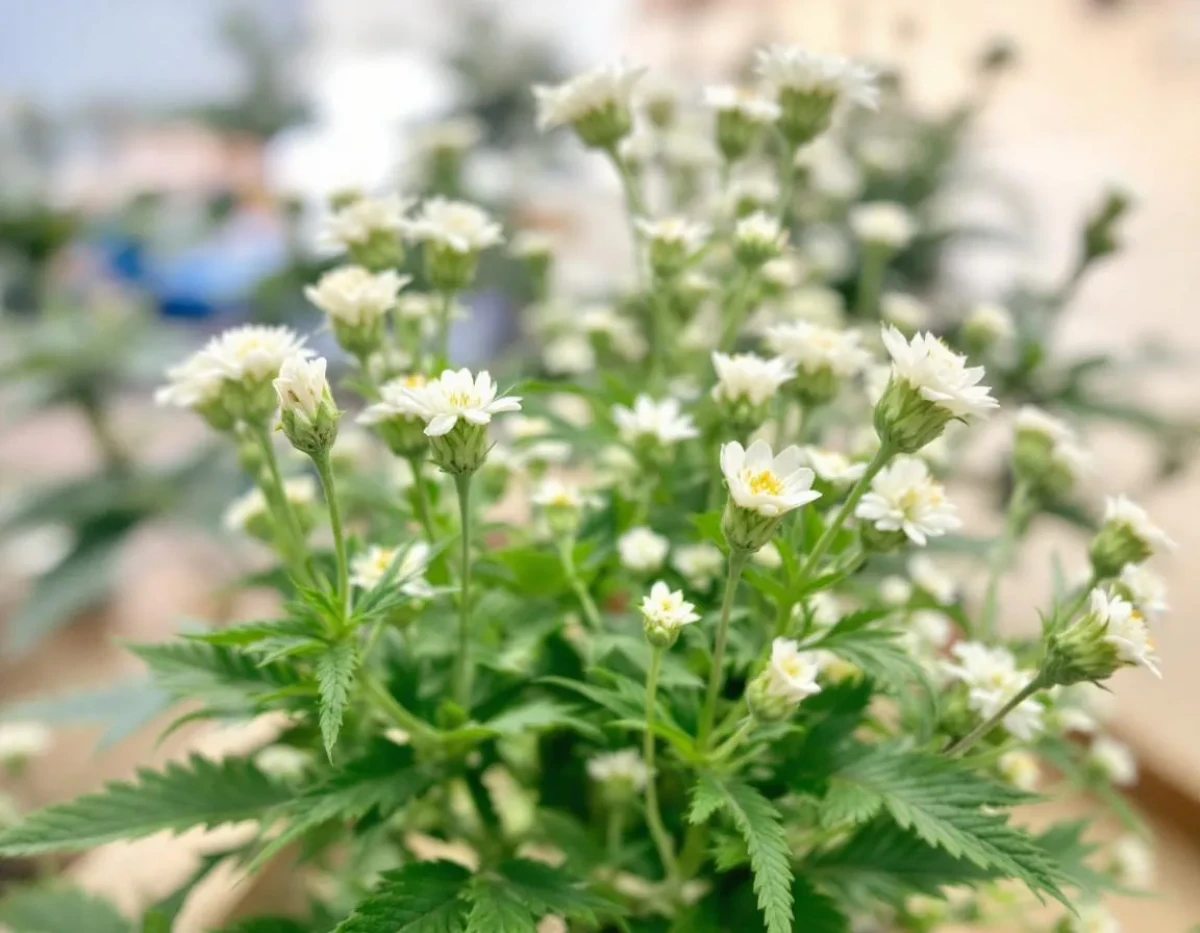 Fleurs de CBD : peut-on être poursuivi pour détention ?